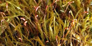 Attēlu rezultāti vaicājumam “Callicladium haldanianum”