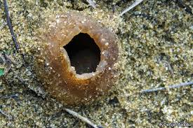 Attēlu rezultāti vaicājumam “Peziza ammophila”