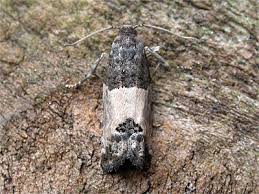 Attēlu rezultāti vaicājumam “Spilonota ocellana”