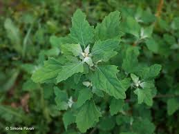 Attēlu rezultāti vaicājumam “Chenopodium album flower”
