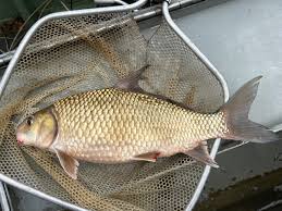 Image result for Carpiodes carpio