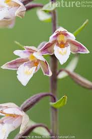Attēlu rezultāti vaicājumam “Epipactis palustris flower”