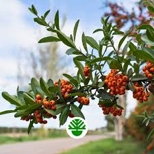 Attēlu rezultāti vaicājumam “Crataegus”