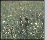 Attēlu rezultāti vaicājumam “Entomophaga grylli”