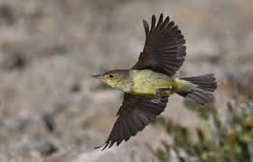 Attēlu rezultāti vaicājumam “Hippolais icterina adult”