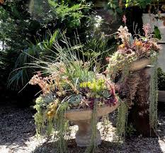 Attēlu rezultāti vaicājumam “Thuja plicata flower”