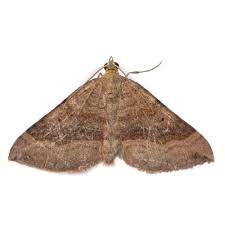 Attēlu rezultāti vaicājumam “Scotopteryx chenopodiata”