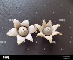 Attēlu rezultāti vaicājumam “Geastrum minimum”