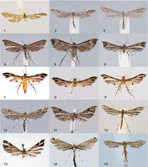 Attēlu rezultāti vaicājumam “Pterophoridae”