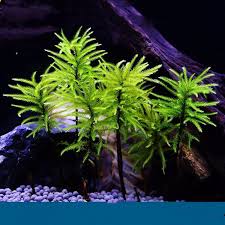 Attēlu rezultāti vaicājumam “Climacium dendroides sporophyte”