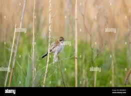 Attēlu rezultāti vaicājumam “Emberiza schoeniclus nest”