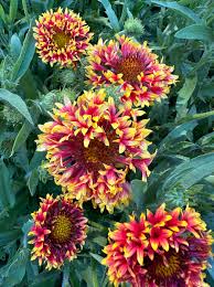 Image result for Gaillardia