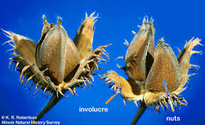 Attēlu rezultāti vaicājumam “Fagus sylvatica fruit”