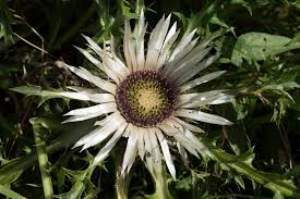 Attēlu rezultāti vaicājumam “Carlina biebersteinii leaf”