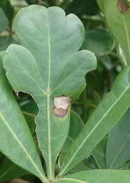 Attēlu rezultāti vaicājumam “Mycosphaerella millegrana”