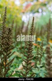 Attēlu rezultāti vaicājumam “Astilbe chinensis bud”