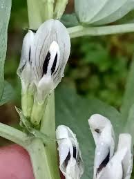 Attēlu rezultāti vaicājumam “Vicia faba flower”