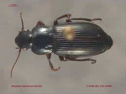 Attēlu rezultāti vaicājumam “Harpalus sp.”