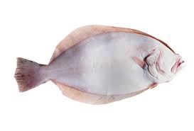 Image result for Paralichthys lethostigma