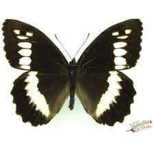 Attēlu rezultāti vaicājumam “Limenitis populi underside”