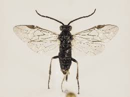 Attēlu rezultāti vaicājumam “Euura acutifoliae”