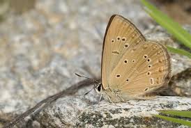 Attēlu rezultāti vaicājumam “Agrodiaetus amandus female”