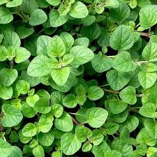 Image result for Origanum vulgare