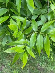Attēlu rezultāti vaicājumam “Fraxinus pennsylvanica leaf”