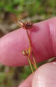 Attēlu rezultāti vaicājumam “Juncus capitatus”