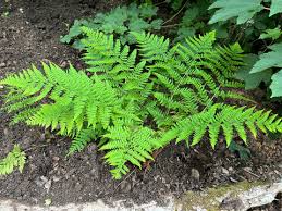 Attēlu rezultāti vaicājumam “Dryopteris dilatata”