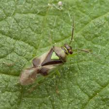 Attēlu rezultāti vaicājumam “Orthops campestris”