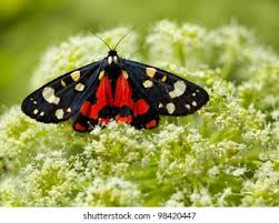 Attēlu rezultāti vaicājumam “Callimorpha dominula imago”