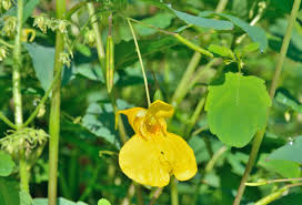 Attēlu rezultāti vaicājumam “Impatiens noli-tangere flower”