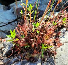 Attēlu rezultāti vaicājumam “Drosera intermedia”
