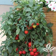 Attēlu rezultāti vaicājumam “Lycopersicon esculentum”