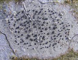 Attēlu rezultāti vaicājumam “Lecidella elaeochroma”