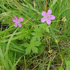 Attēlu rezultāti vaicājumam “Geranium palustre fruit”