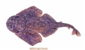 Image result for Squatina dumeril