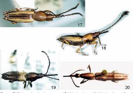 Image result for Coleoptera Curculionoidea