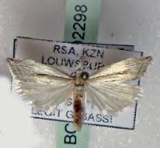 Attēlu rezultāti vaicājumam “Crambus heringiellus”