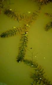 Attēlu rezultāti vaicājumam “Myriophyllum spicatum”