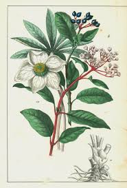 Image result for Nieswurz