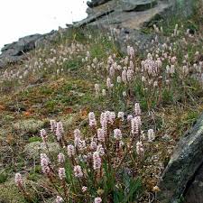 Attēlu rezultāti vaicājumam “Bistorta vivipara”