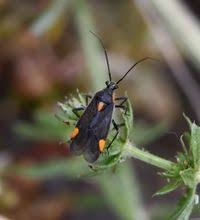 Attēlu rezultāti vaicājumam “Capsodes gothicus”