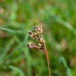 Attēlu rezultāti vaicājumam “Luzula campestris fruit”
