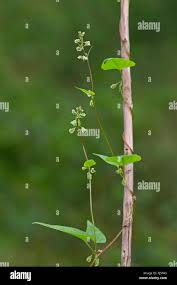 Attēlu rezultāti vaicājumam “Fallopia dumetorum”