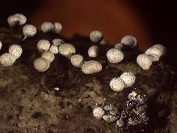 Attēlu rezultāti vaicājumam “Badhamia panicea”