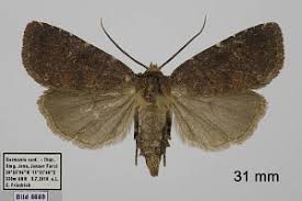 Attēlu rezultāti vaicājumam “Rusina ferruginea male”