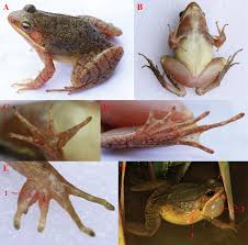 Attēlu rezultāti vaicājumam “Ranidae”