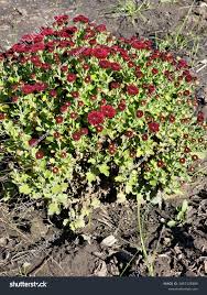 Image result for Chrysanthemum spectabile